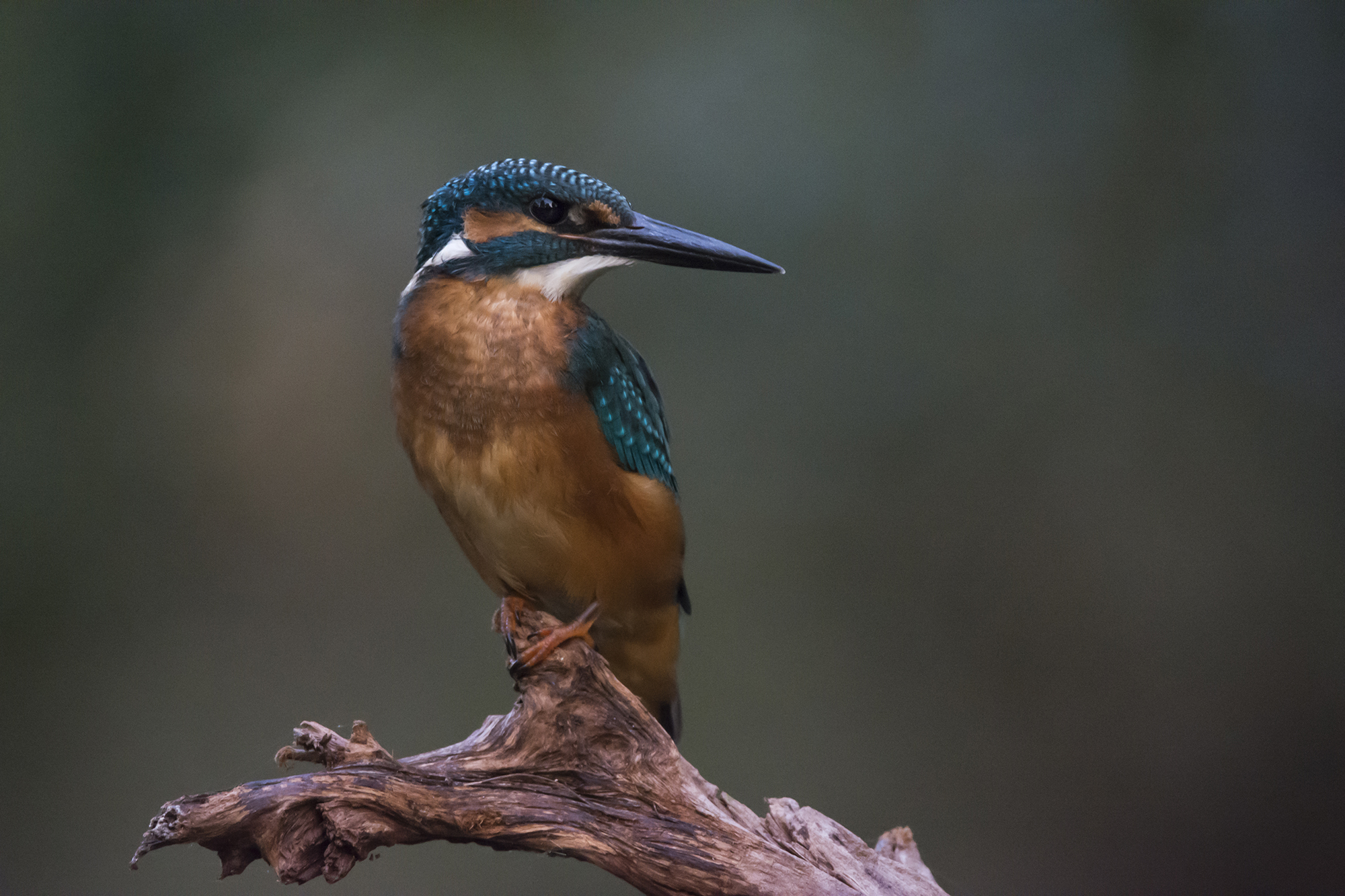 27 P. Kingfisher - Sylvia Schwed